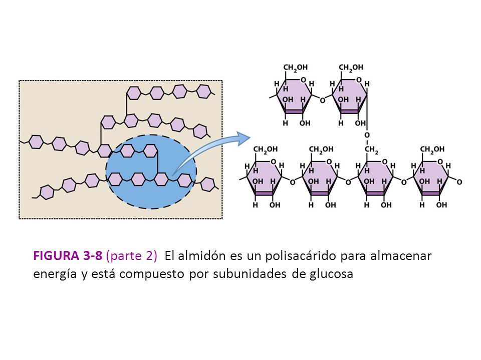 Figura 3-8 (parte 2) El almidón es un polisacárido para almacenar energía y está compuesto por subunidades de glucosa