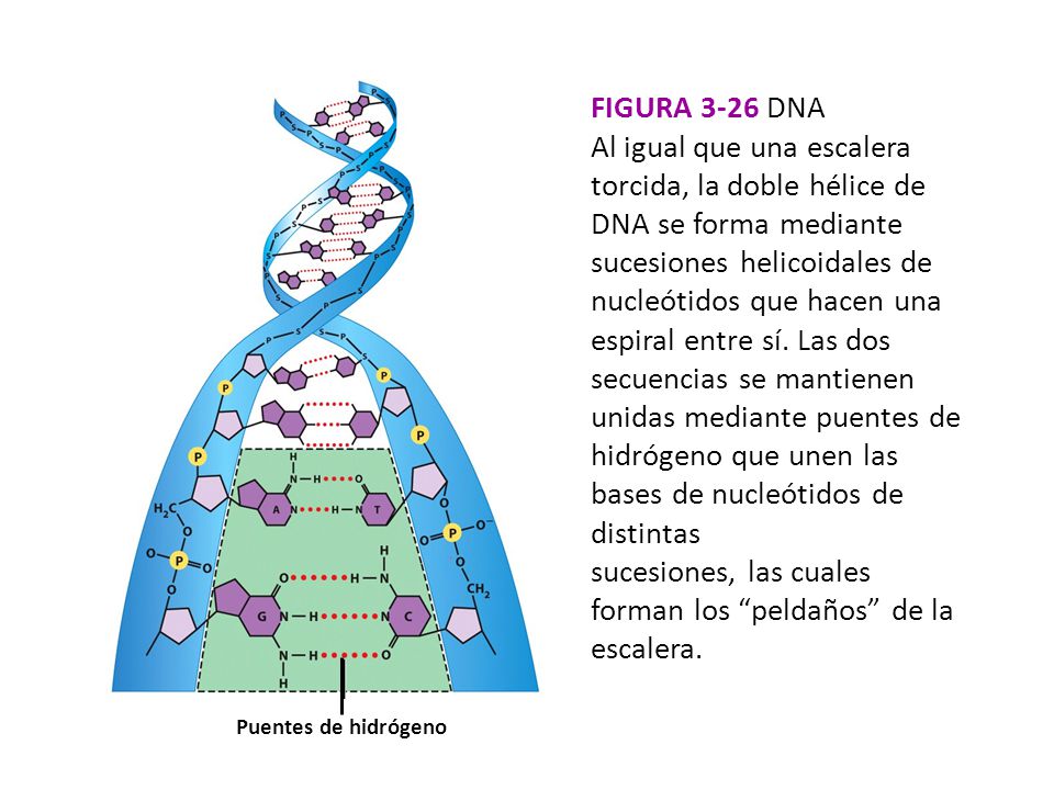 sucesiones, las cuales forman los peldaños de la escalera.