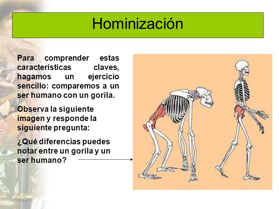 Hominización Para comprender estas características claves, hagamos un ejercicio sencillo: comparemos a un ser humano con un gorila.