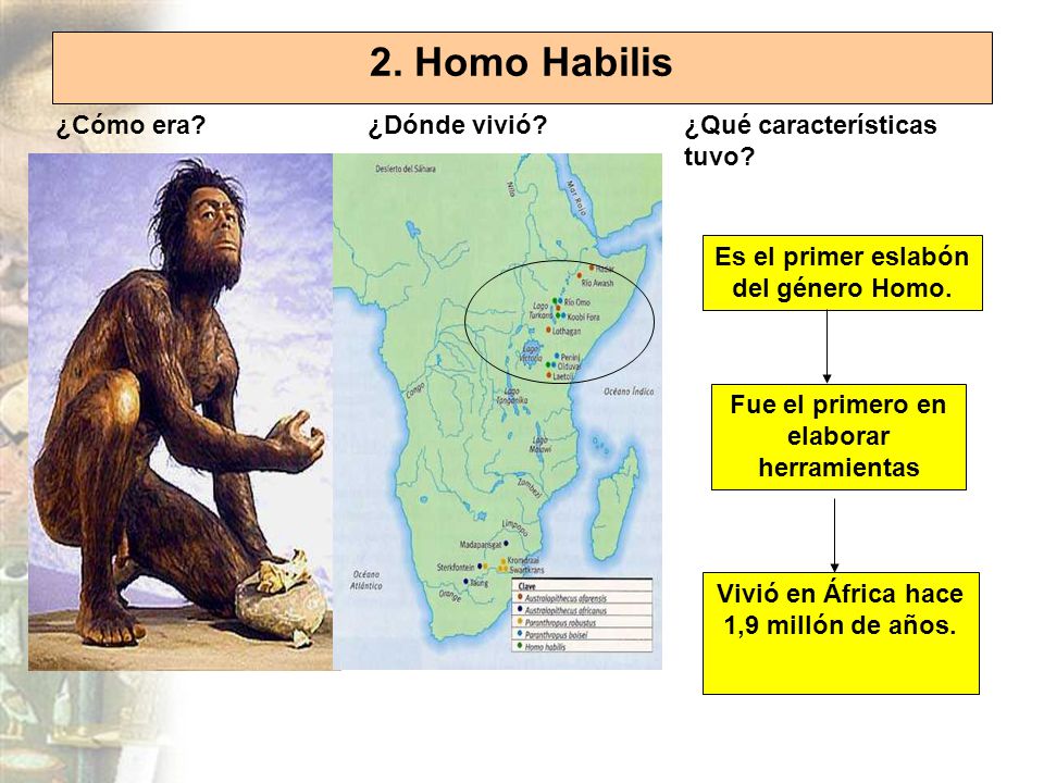 2. Homo Habilis ¿Cómo era ¿Dónde vivió ¿Qué características tuvo