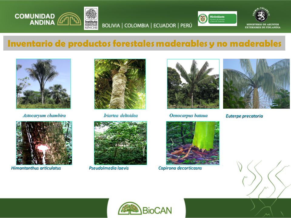 Inventario de productos forestales maderables y no maderables