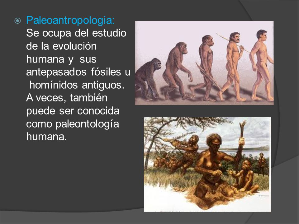 Paleoantropologia: Se ocupa del estudio de la evolución humana y sus antepasados fósiles u homínidos antiguos.