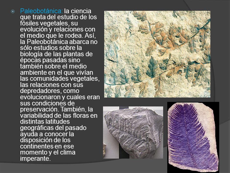 Paleobotánica: la ciencia que trata del estudio de los fósiles vegetales, su evolución y relaciones con el medio que le rodea.