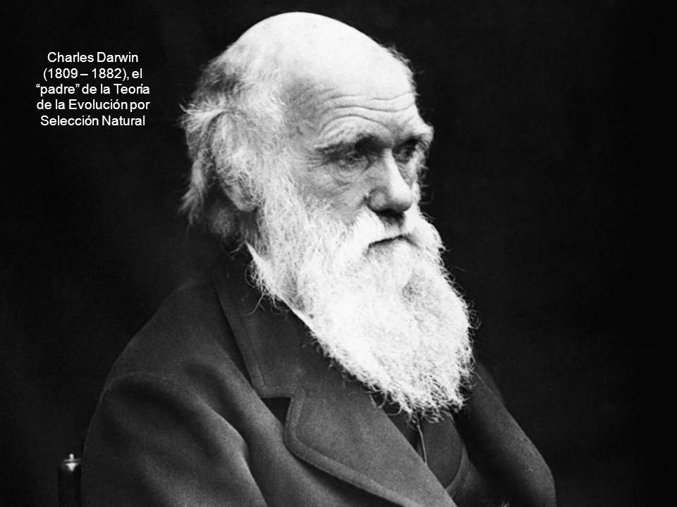 Charles Darwin (1809 – 1882), el padre de la Teoría de la Evolución por Selección Natural