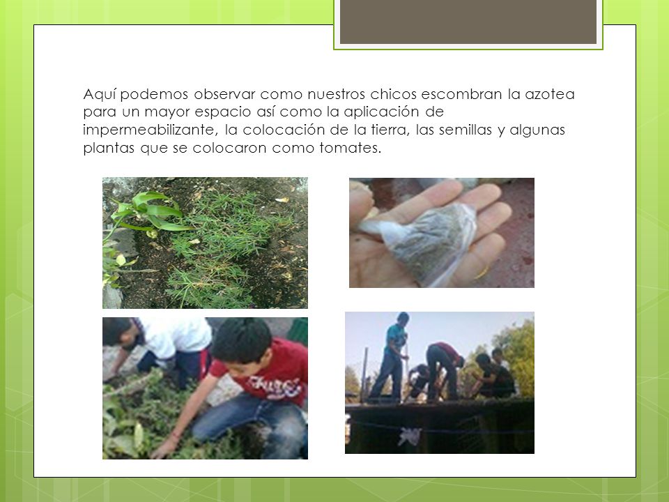 Aquí podemos observar como nuestros chicos escombran la azotea para un mayor espacio así como la aplicación de impermeabilizante, la colocación de la tierra, las semillas y algunas plantas que se colocaron como tomates.
