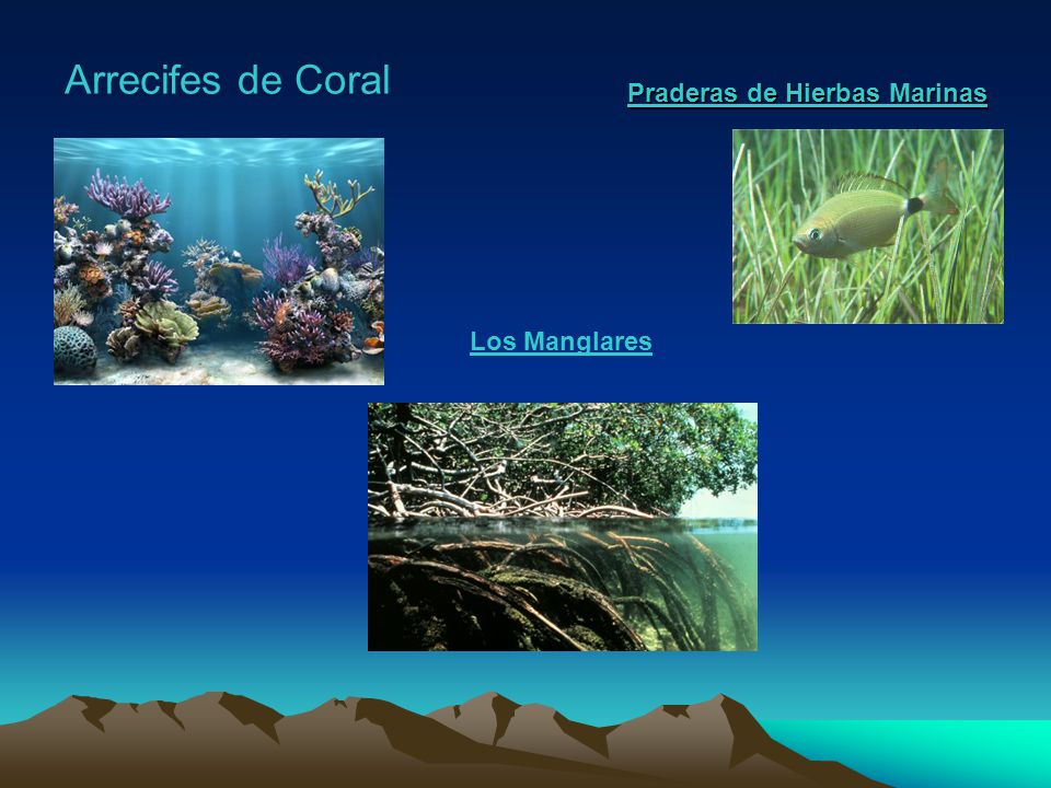 Arrecifes de Coral Praderas de Hierbas Marinas Los Manglares