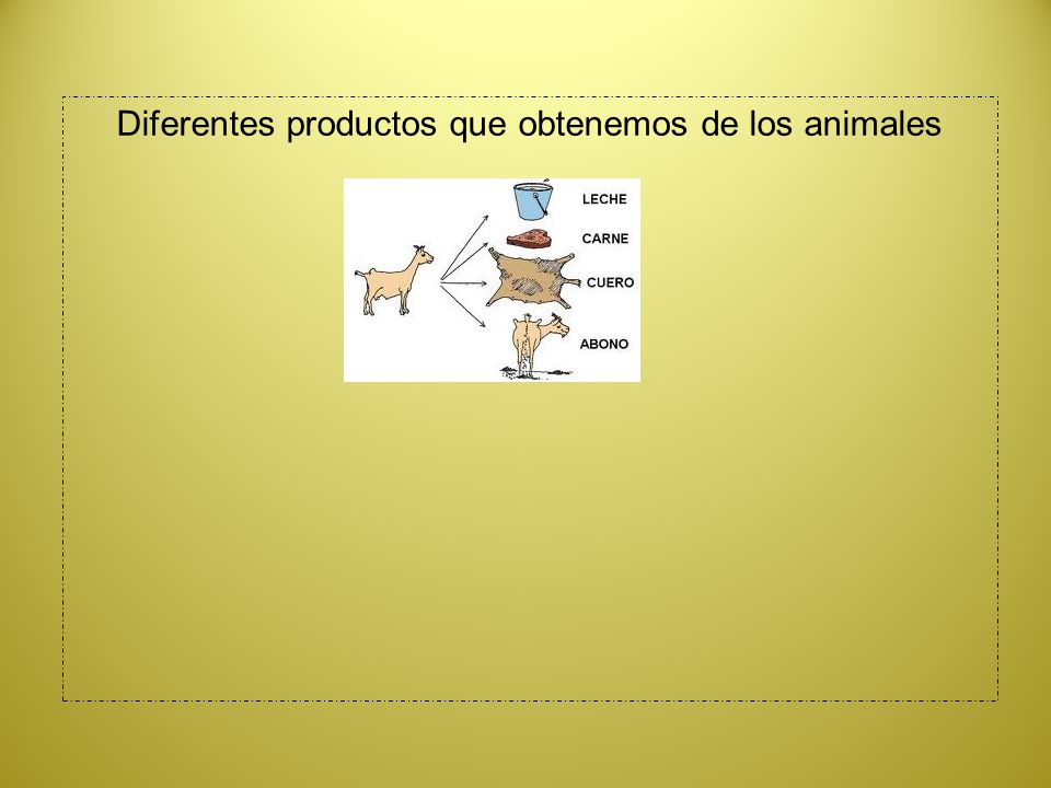 Diferentes productos que obtenemos de los animales