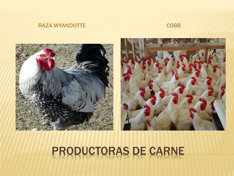Raza Wyandotte Cobb PRODUCTORAS DE CARNE