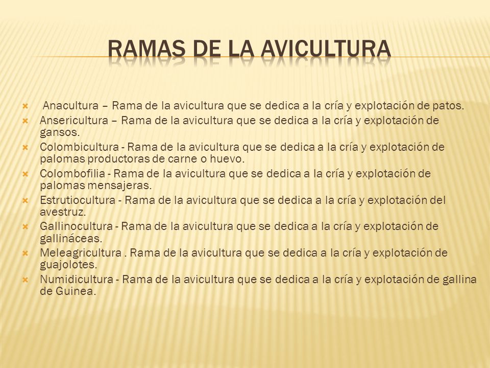 RAMAS DE LA AVICULTURA Anacultura – Rama de la avicultura que se dedica a la cría y explotación de patos.