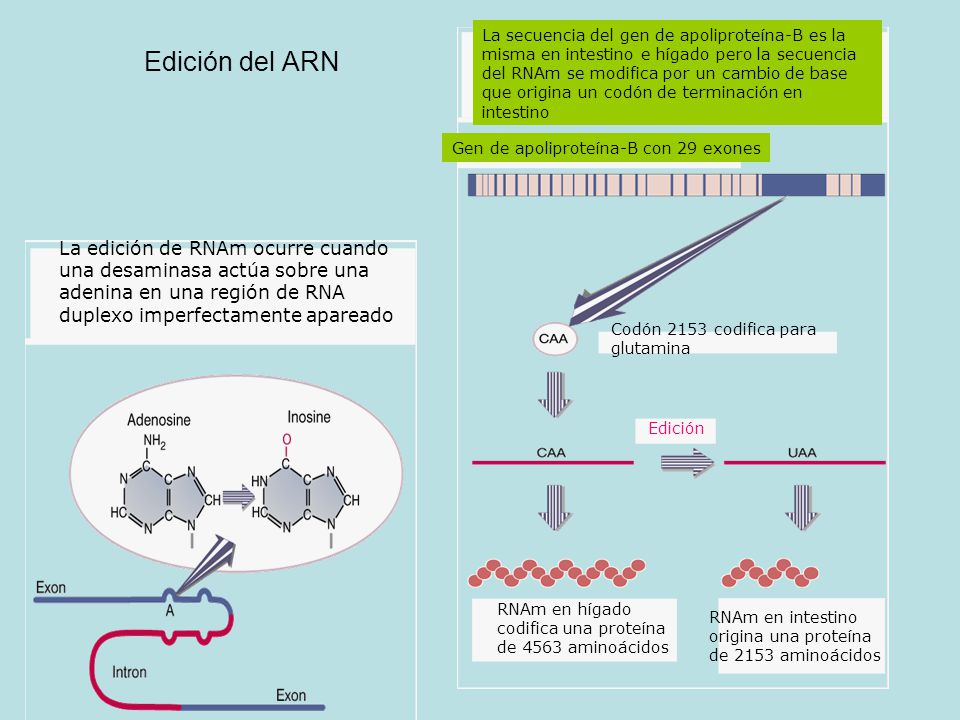 La secuencia del gen de apoliproteína-B es la misma en intestino e hígado pero la secuencia del RNAm se modifica por un cambio de base que origina un codón de terminación en intestino