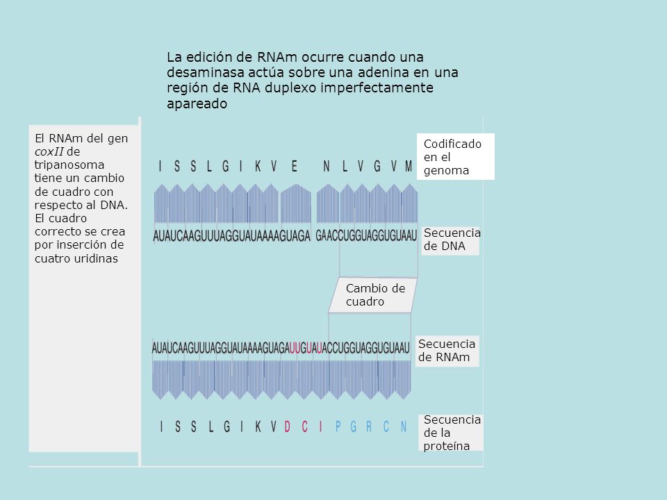 La edición de RNAm ocurre cuando una desaminasa actúa sobre una adenina en una región de RNA duplexo imperfectamente apareado