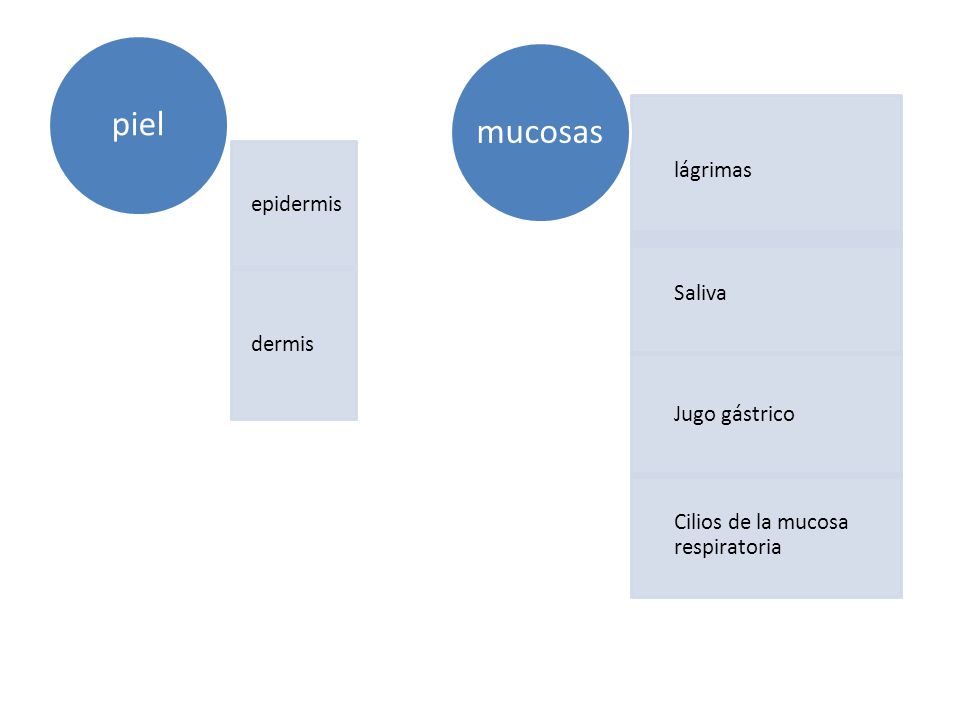piel mucosas lágrimas epidermis Saliva dermis Jugo gástrico
