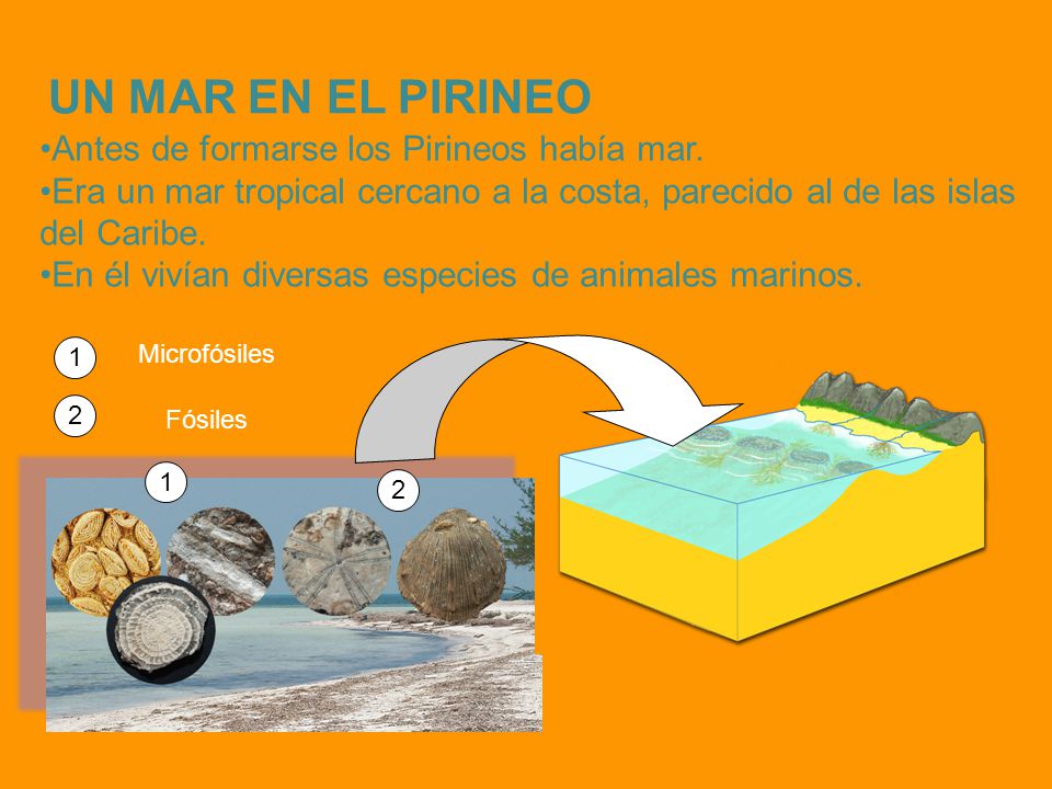 UN MAR EN EL PIRINEO Antes de formarse los Pirineos había mar.