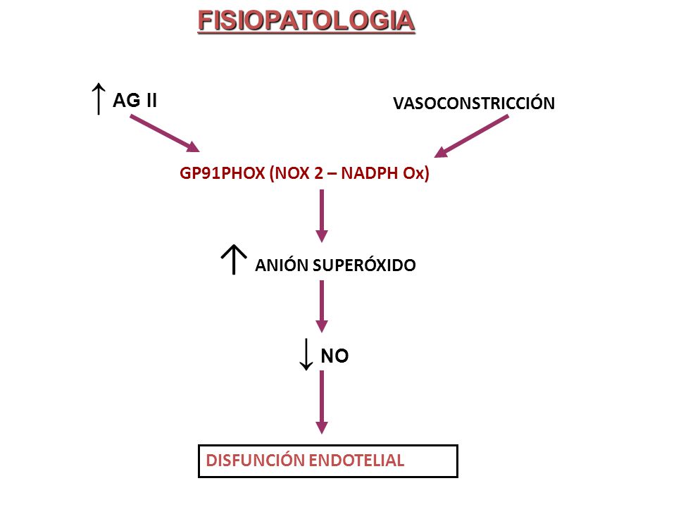 ↑ AG II ↑ ANIÓN SUPERÓXIDO ↓ NO FISIOPATOLOGIA VASOCONSTRICCIÓN