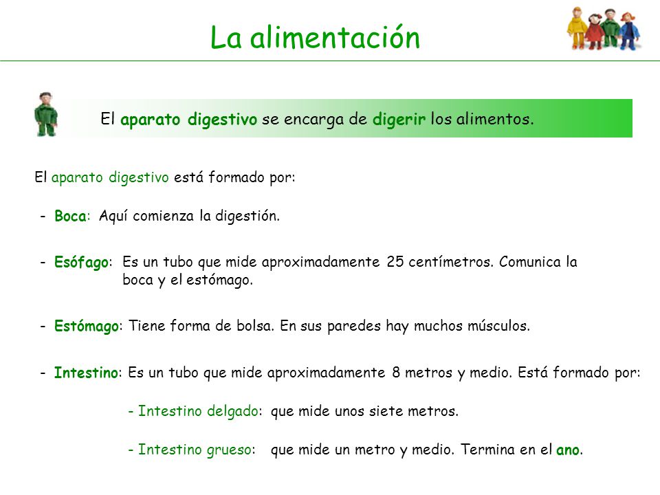 La alimentación El aparato digestivo se encarga de digerir los alimentos. El aparato digestivo está formado por: