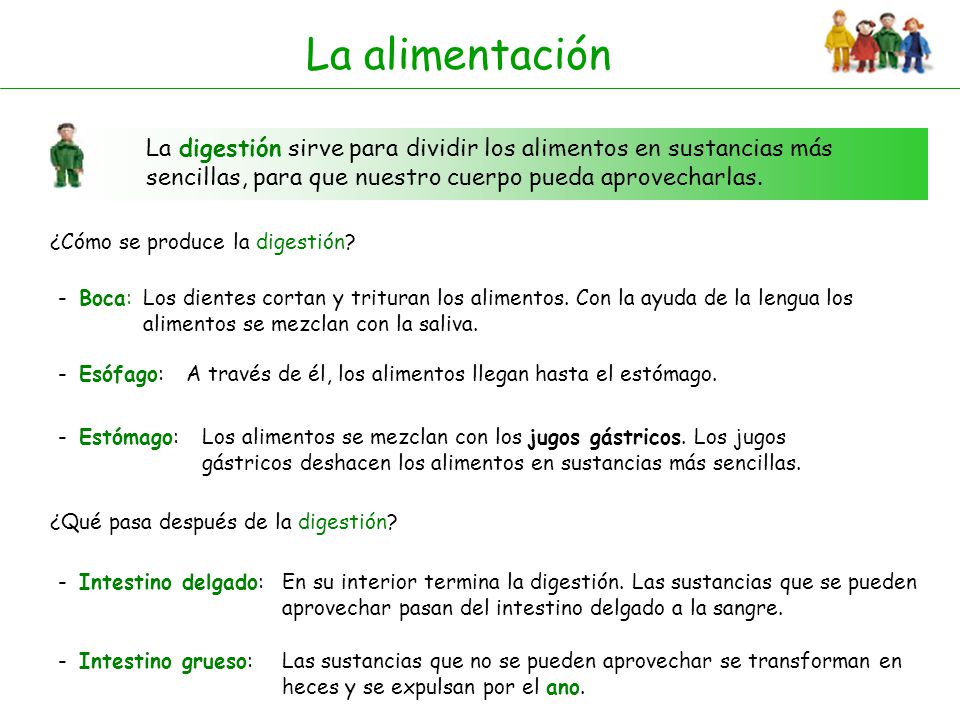 La alimentación La digestión sirve para dividir los alimentos en sustancias más sencillas, para que nuestro cuerpo pueda aprovecharlas.