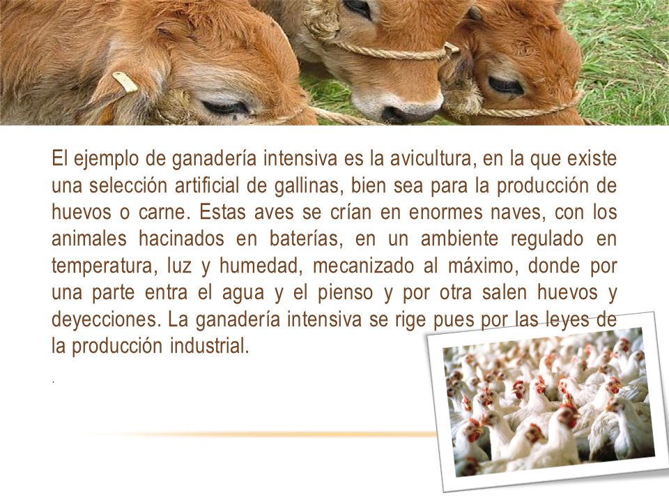 El ejemplo de ganadería intensiva es la avicultura, en la que existe una selección artificial de gallinas, bien sea para la producción de huevos o carne. Estas aves se crían en enormes naves, con los animales hacinados en baterías, en un ambiente regulado en temperatura, luz y humedad, mecanizado al máximo, donde por una parte entra el agua y el pienso y por otra salen huevos y deyecciones. La ganadería intensiva se rige pues por las leyes de la producción industrial.