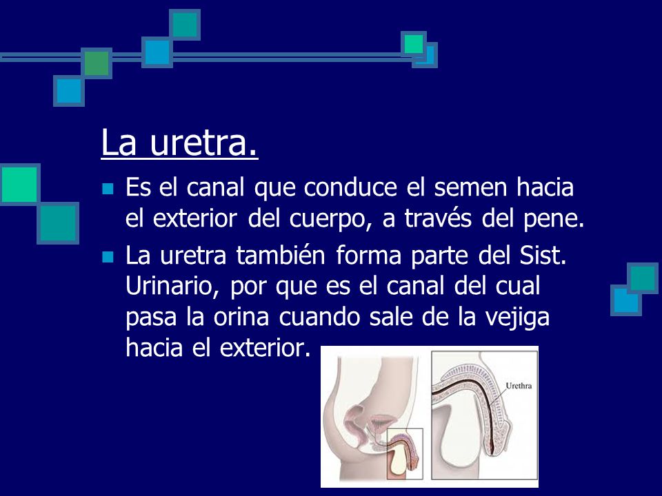 La uretra. Es el canal que conduce el semen hacia el exterior del cuerpo, a través del pene.