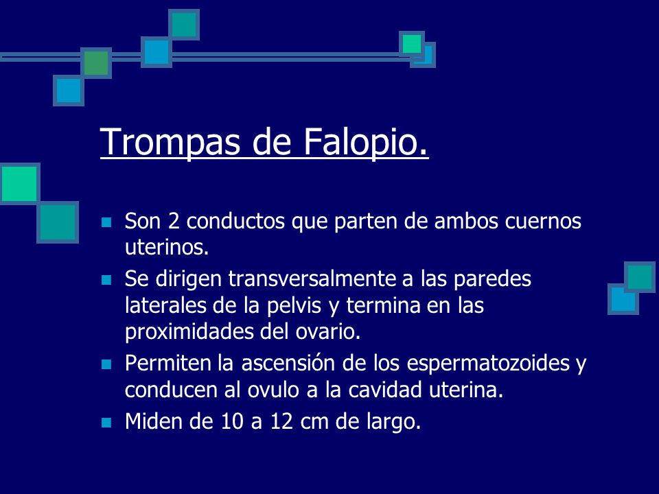 Trompas de Falopio. Son 2 conductos que parten de ambos cuernos uterinos.