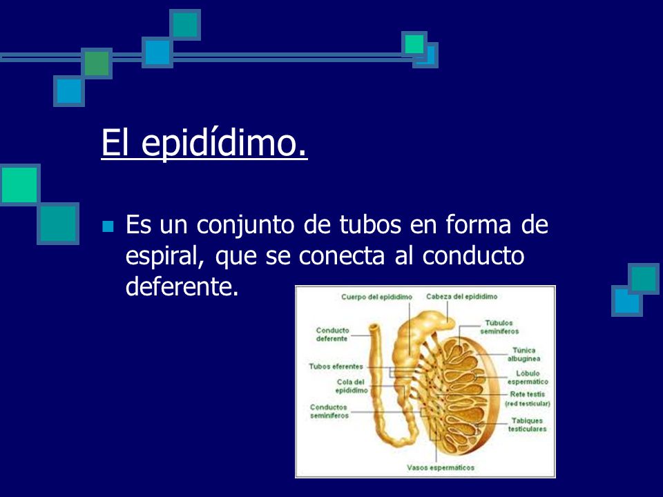 El epidídimo. Es un conjunto de tubos en forma de espiral, que se conecta al conducto deferente.