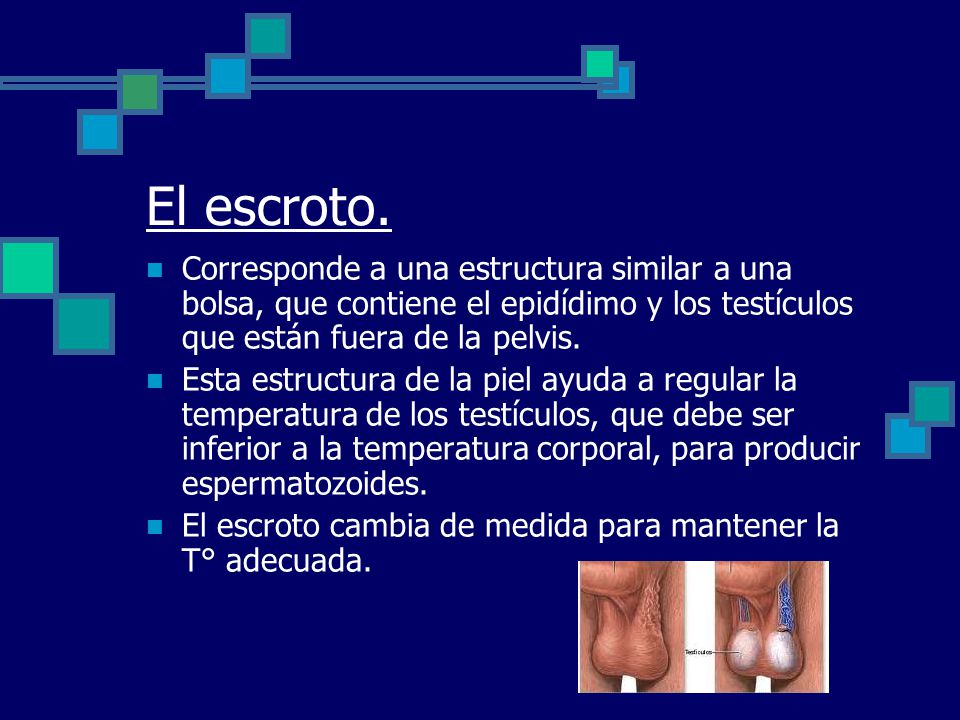El escroto. Corresponde a una estructura similar a una bolsa, que contiene el epidídimo y los testículos que están fuera de la pelvis.