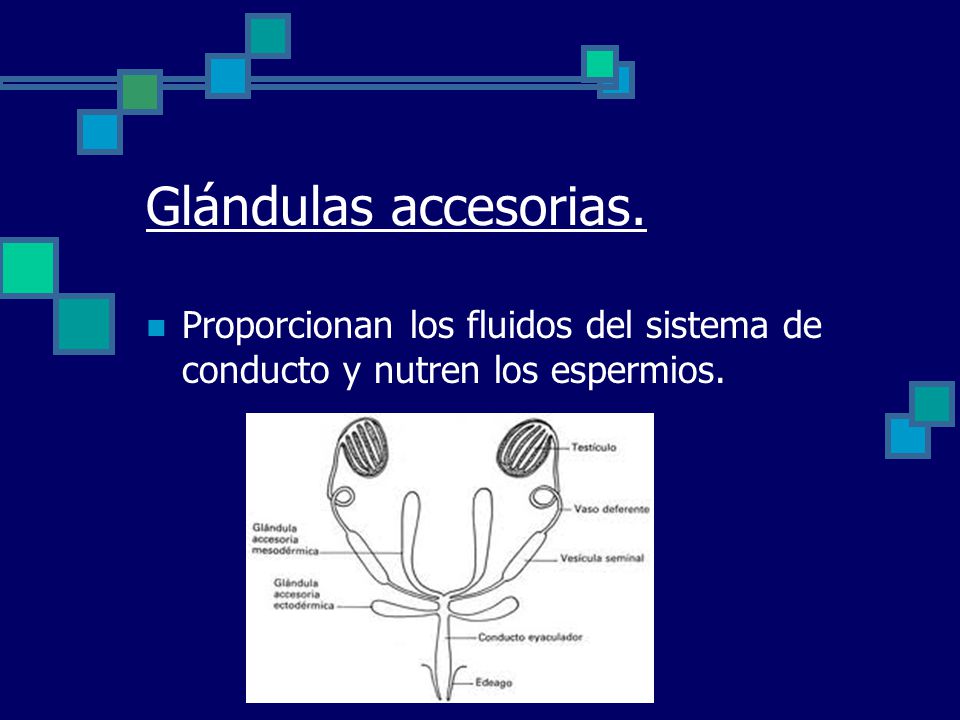 Glándulas accesorias. Proporcionan los fluidos del sistema de conducto y nutren los espermios.