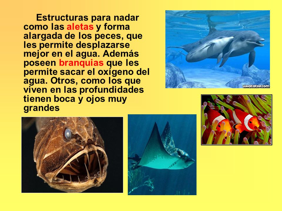 Estructuras para nadar como las aletas y forma alargada de los peces, que les permite desplazarse mejor en el agua.