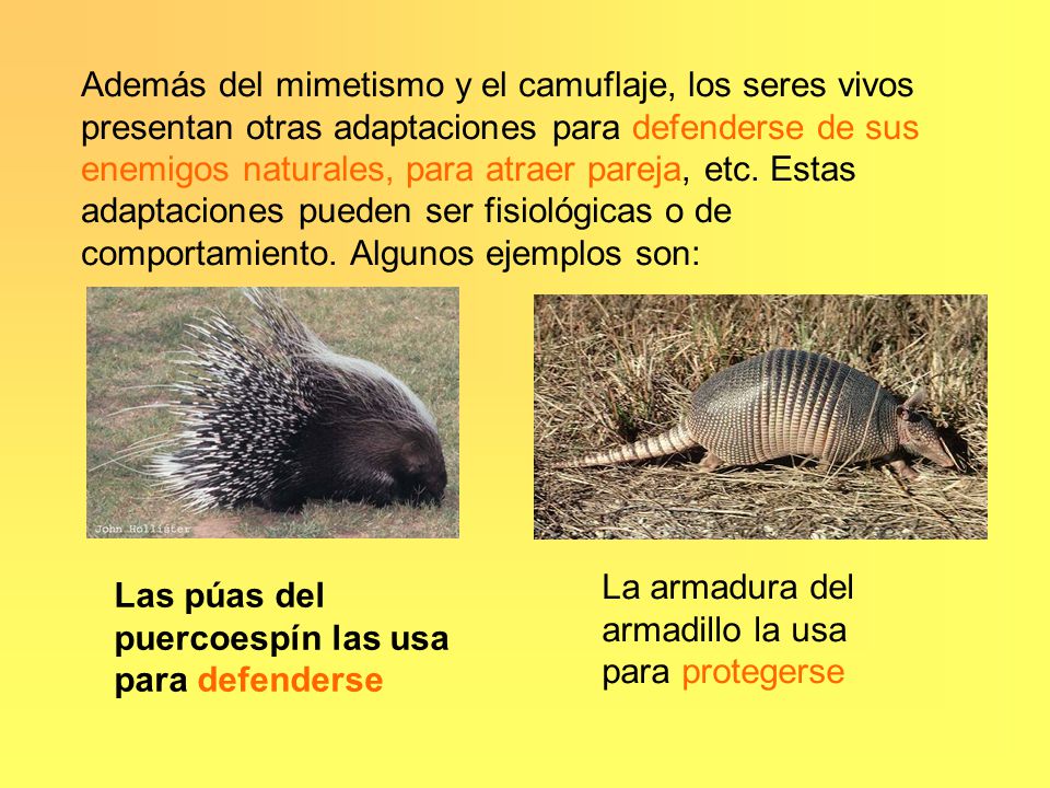 Además del mimetismo y el camuflaje, los seres vivos presentan otras adaptaciones para defenderse de sus enemigos naturales, para atraer pareja, etc. Estas adaptaciones pueden ser fisiológicas o de comportamiento. Algunos ejemplos son: