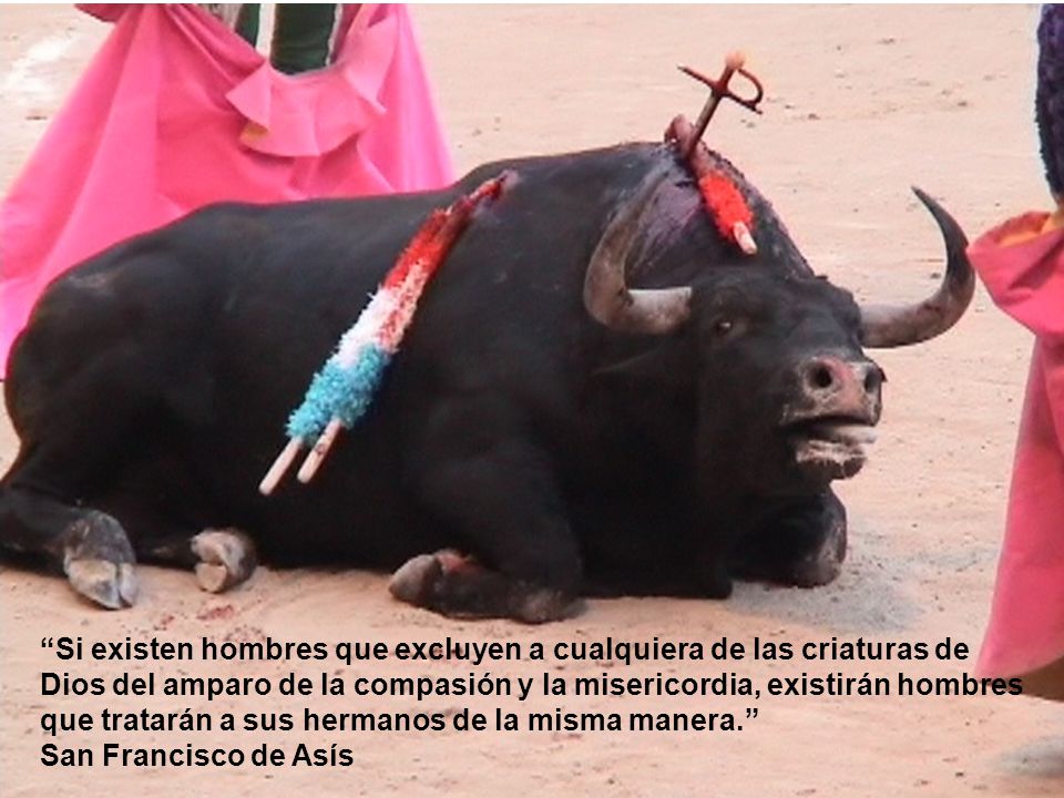 Si existen hombres que excluyen a cualquiera de las criaturas de Dios del amparo de la compasión y la misericordia, existirán hombres que tratarán a sus hermanos de la misma manera. San Francisco de Asís