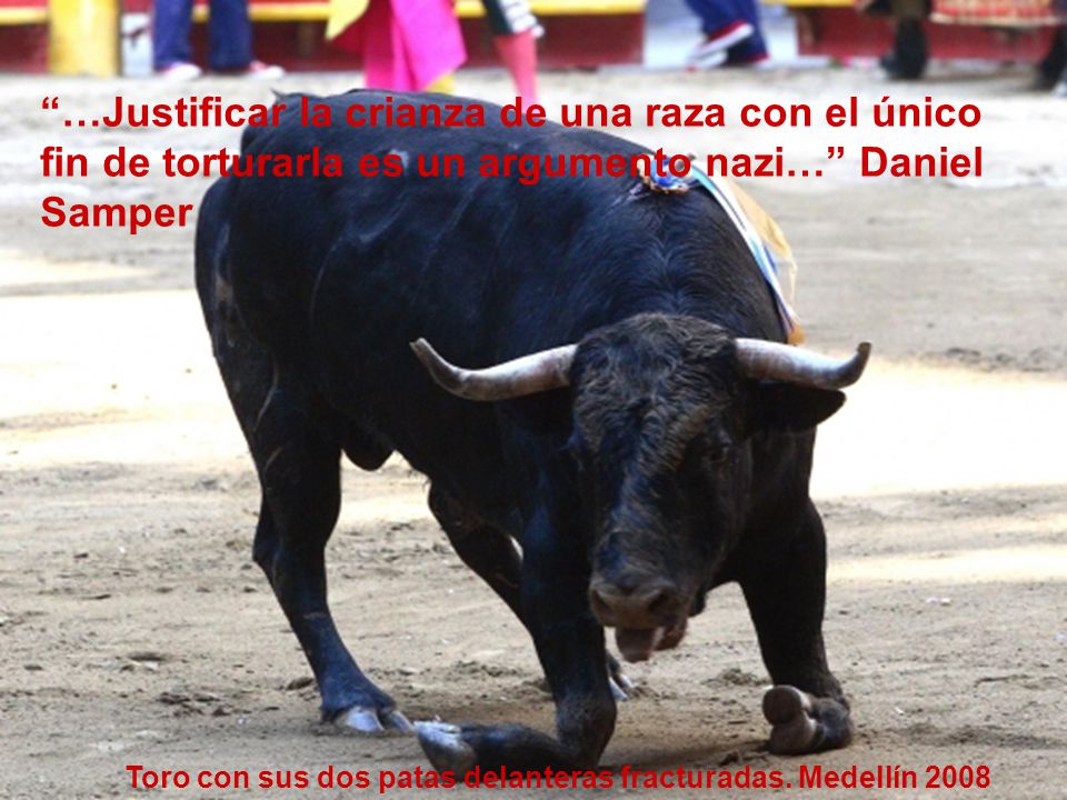 …Justificar la crianza de una raza con el único fin de torturarla es un argumento nazi… Daniel Samper