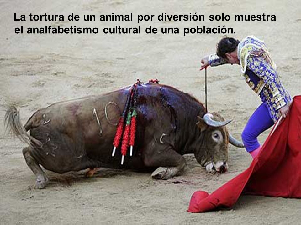 La tortura de un animal por diversión solo muestra el analfabetismo cultural de una población.
