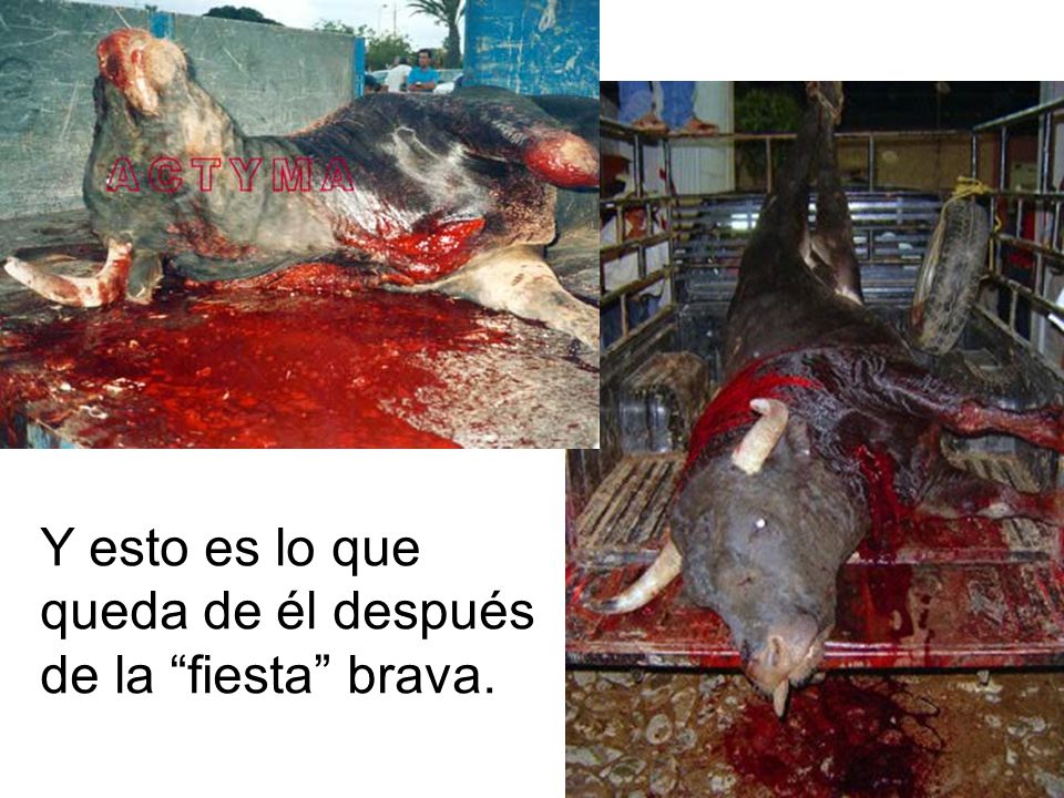 Y esto es lo que queda de él después de la fiesta brava.