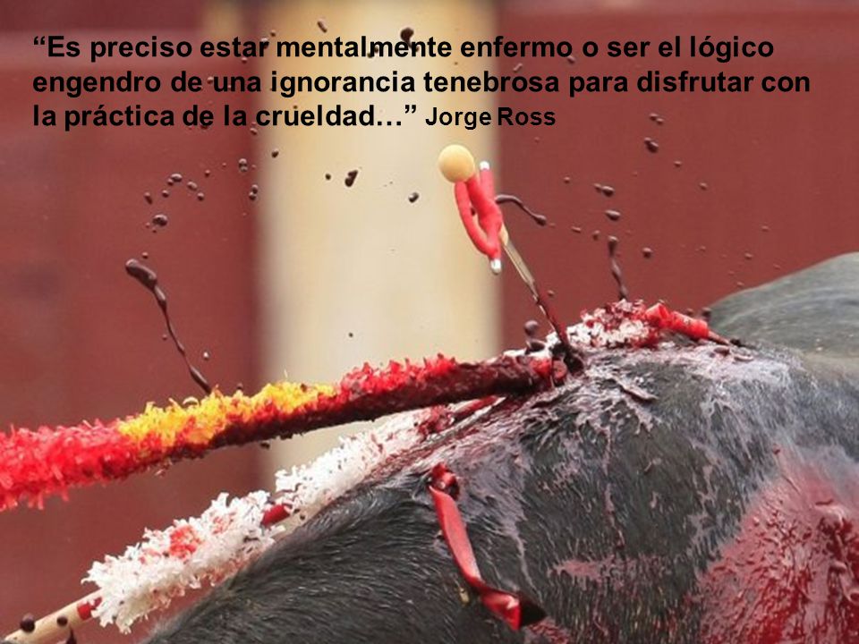 Es preciso estar mentalmente enfermo o ser el lógico engendro de una ignorancia tenebrosa para disfrutar con la práctica de la crueldad… Jorge Ross