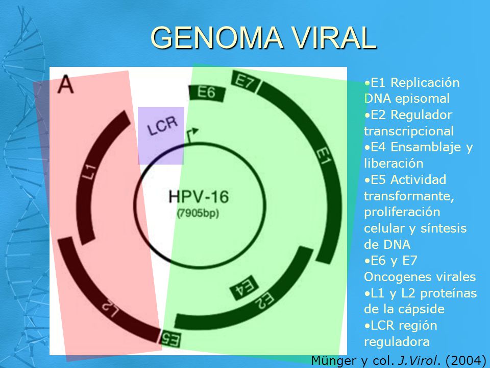 GENOMA VIRAL E1 Replicación DNA episomal E2 Regulador transcripcional