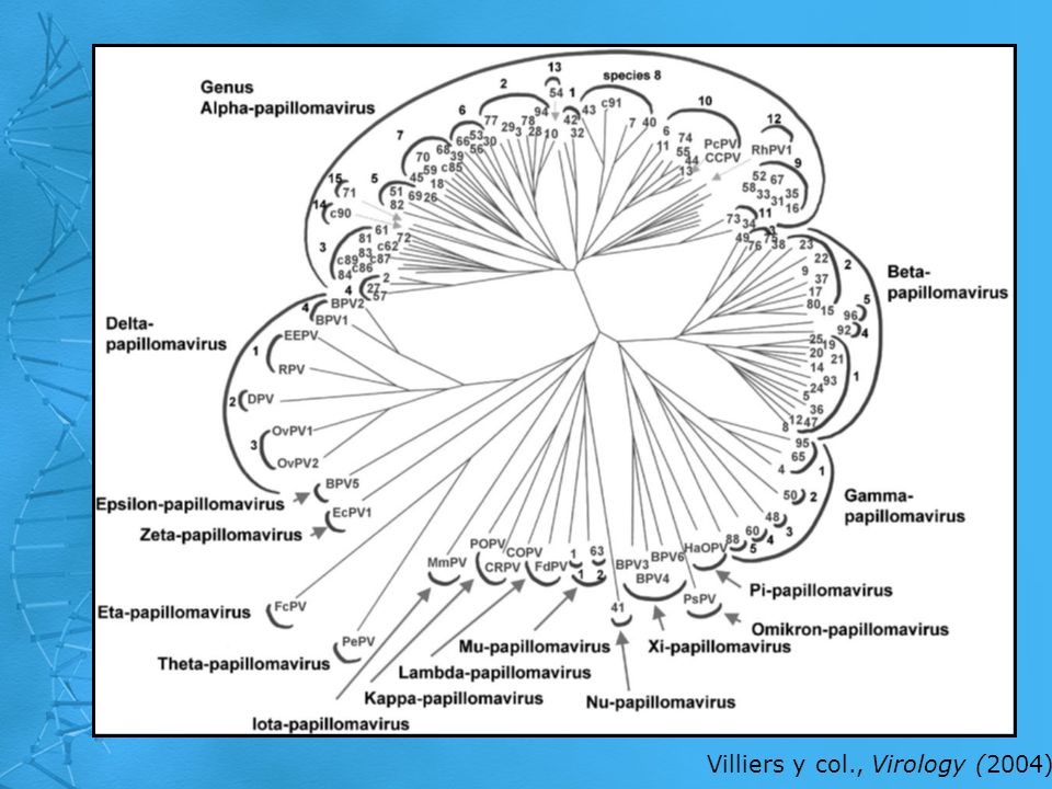 Villiers y col., Virology (2004)