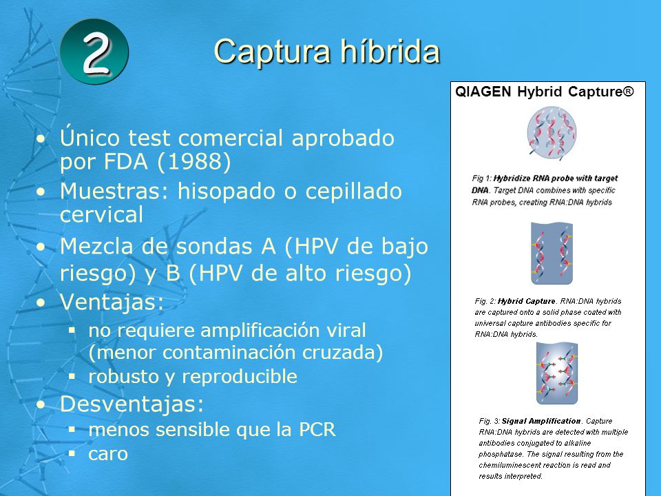 2 Captura híbrida Único test comercial aprobado por FDA (1988)