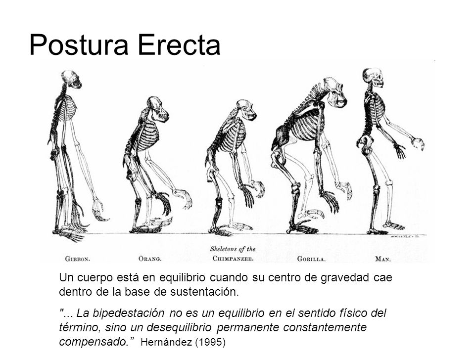 Postura Erecta Un cuerpo está en equilibrio cuando su centro de gravedad cae dentro de la base de sustentación.