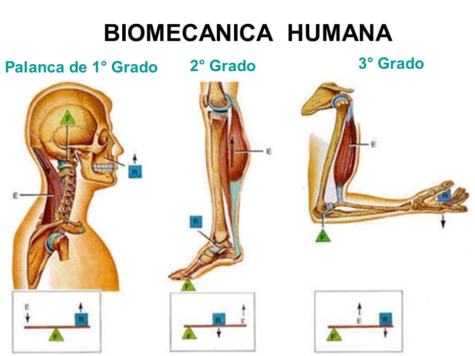 BIOMECANICA HUMANA 3° Grado Palanca de 1° Grado 2° Grado