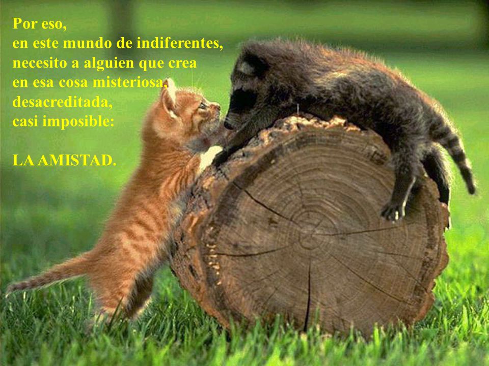 Por eso, en este mundo de indiferentes, necesito a alguien que crea. en esa cosa misteriosa, desacreditada,