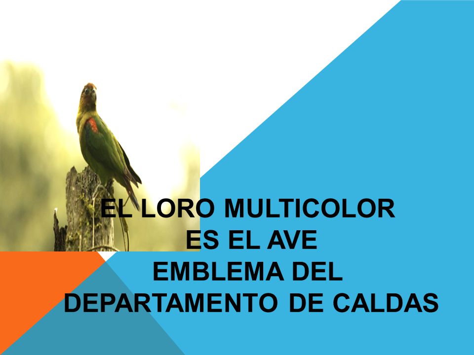 EL LORO MULTICOLOR ES EL AVE EMBLEMA DEL DEPARTAMENTO DE CALDAS