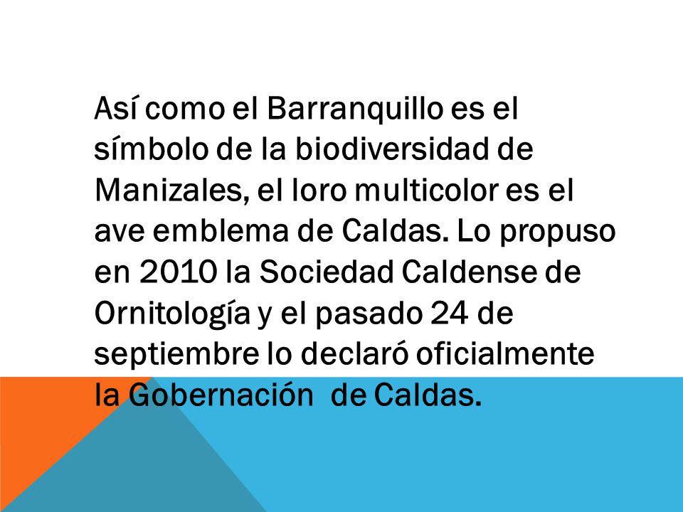 Así como el Barranquillo es el símbolo de la biodiversidad de Manizales, el loro multicolor es el ave emblema de Caldas.