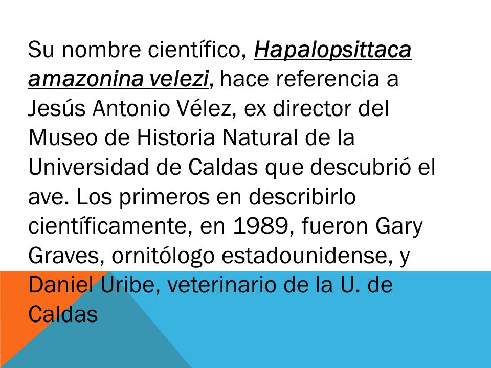 Su nombre científico, Hapalopsittaca amazonina velezi, hace referencia a Jesús Antonio Vélez, ex director del Museo de Historia Natural de la Universidad de Caldas que descubrió el ave.
