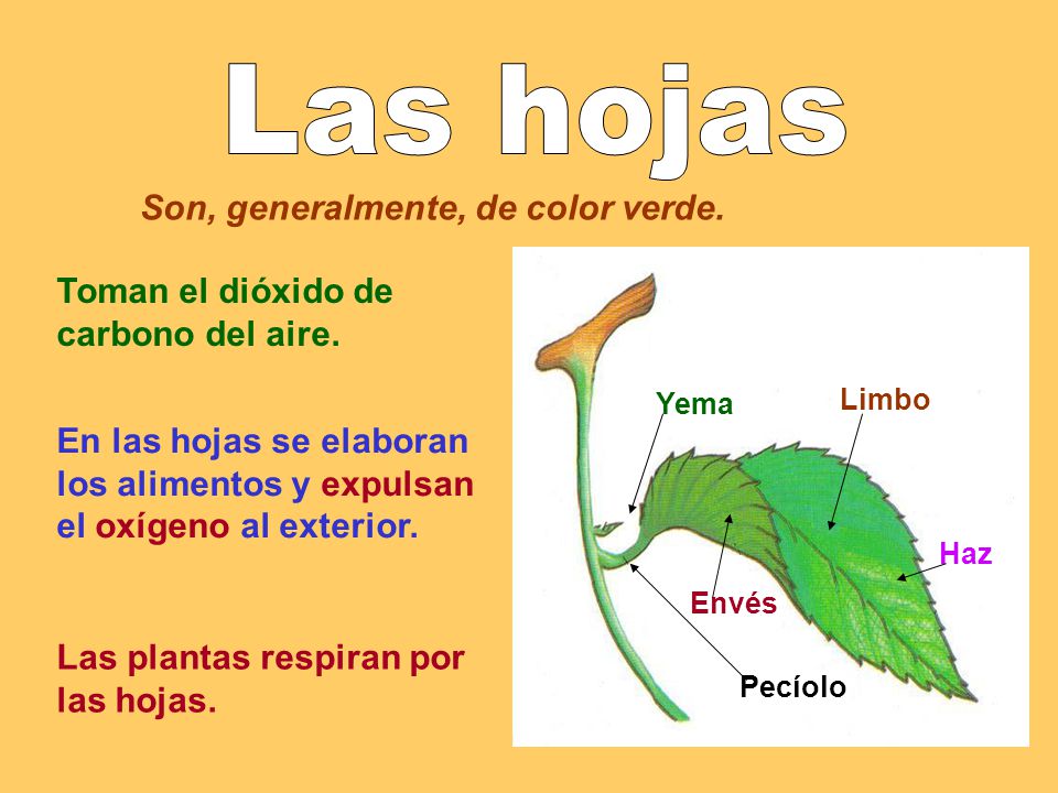 Las hojas Son, generalmente, de color verde.
