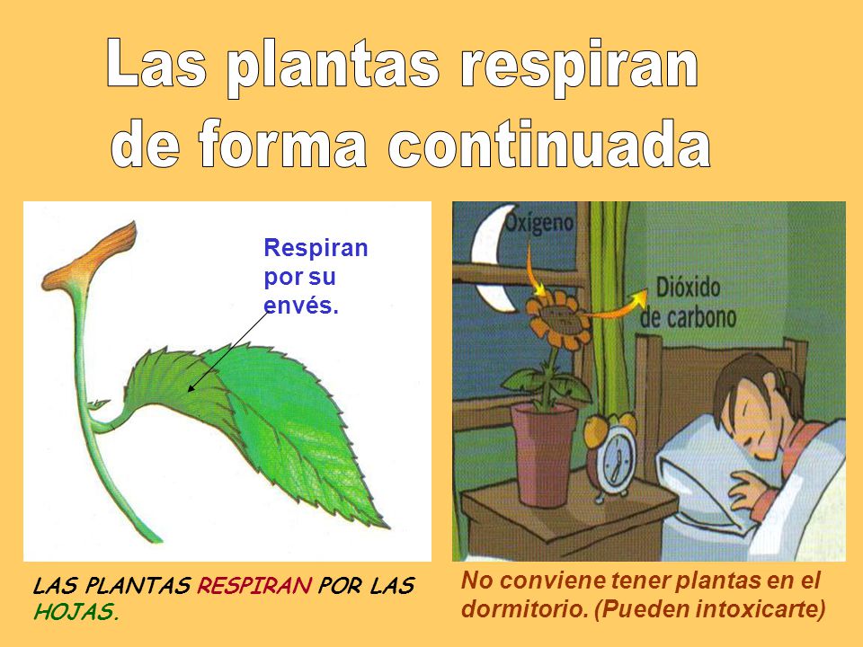 Las plantas respiran de forma continuada Respiran por su envés.