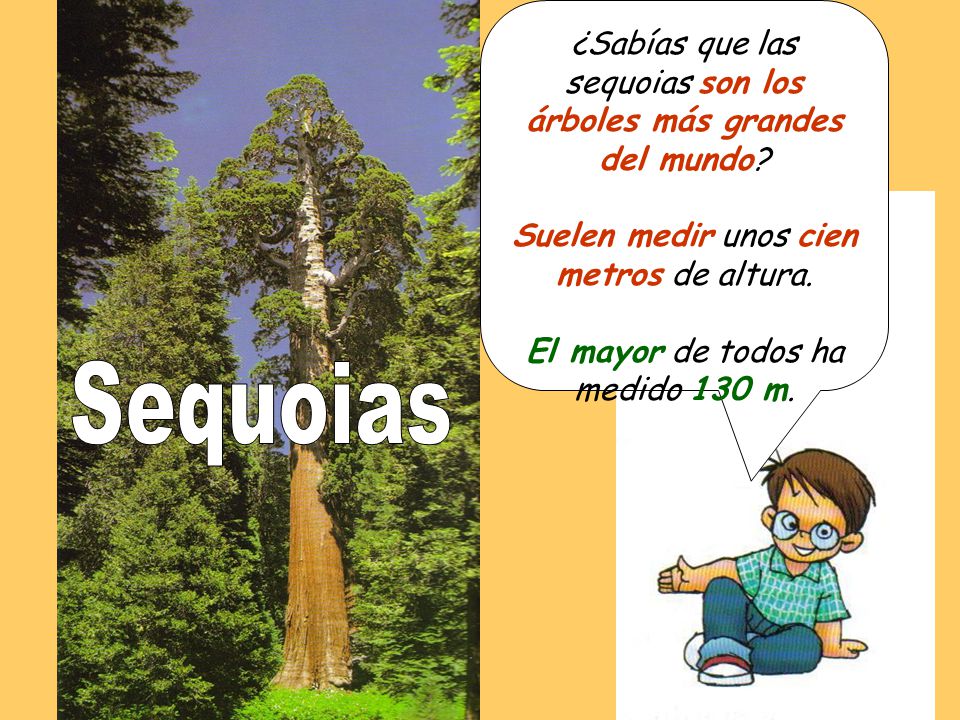 ¿Sabías que las sequoias son los árboles más grandes del mundo