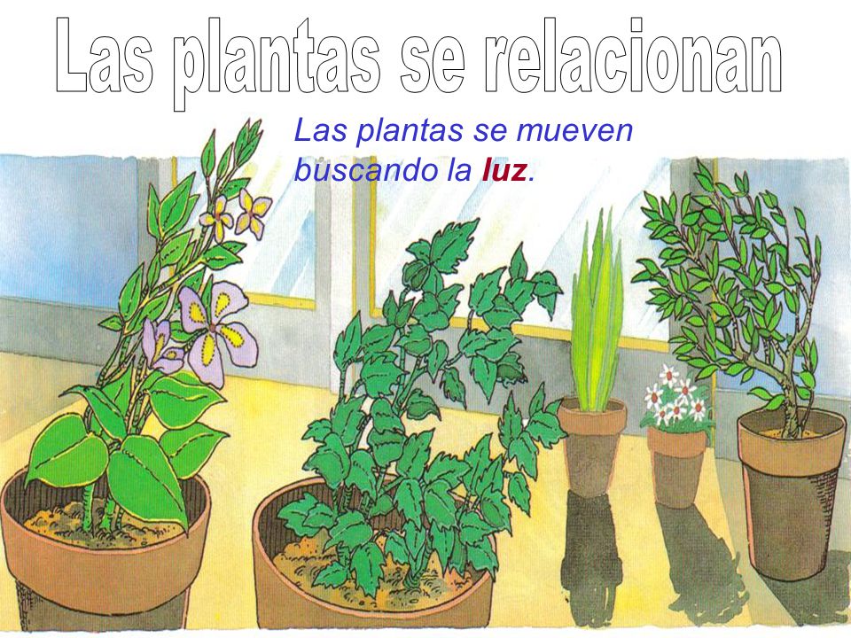 Las plantas Plantas: Seres vivos Partes de una planta La nutrición - ppt  video online descargar