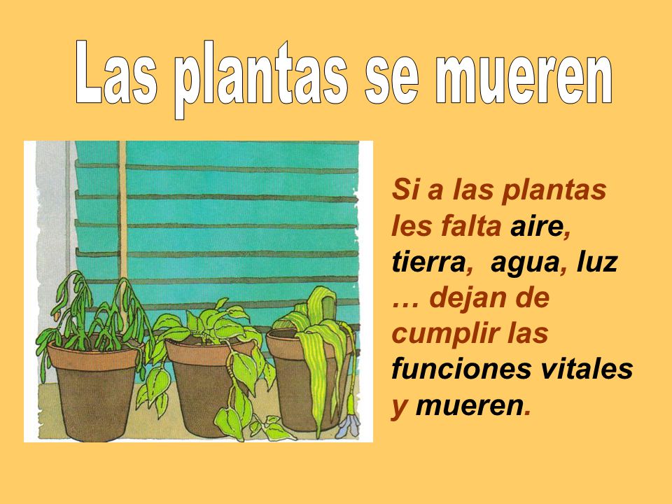 Las plantas se mueren Si a las plantas les falta aire, tierra, agua, luz … dejan de cumplir las funciones vitales y mueren.