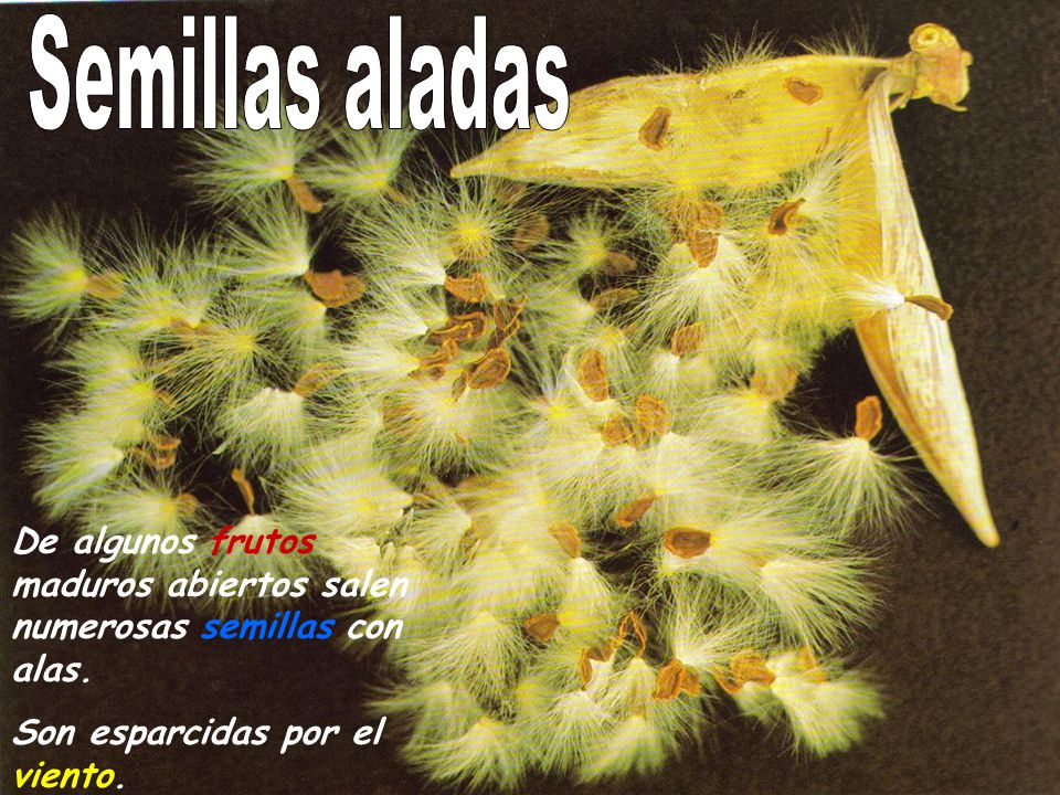 Semillas aladas De algunos frutos maduros abiertos salen numerosas semillas con alas.