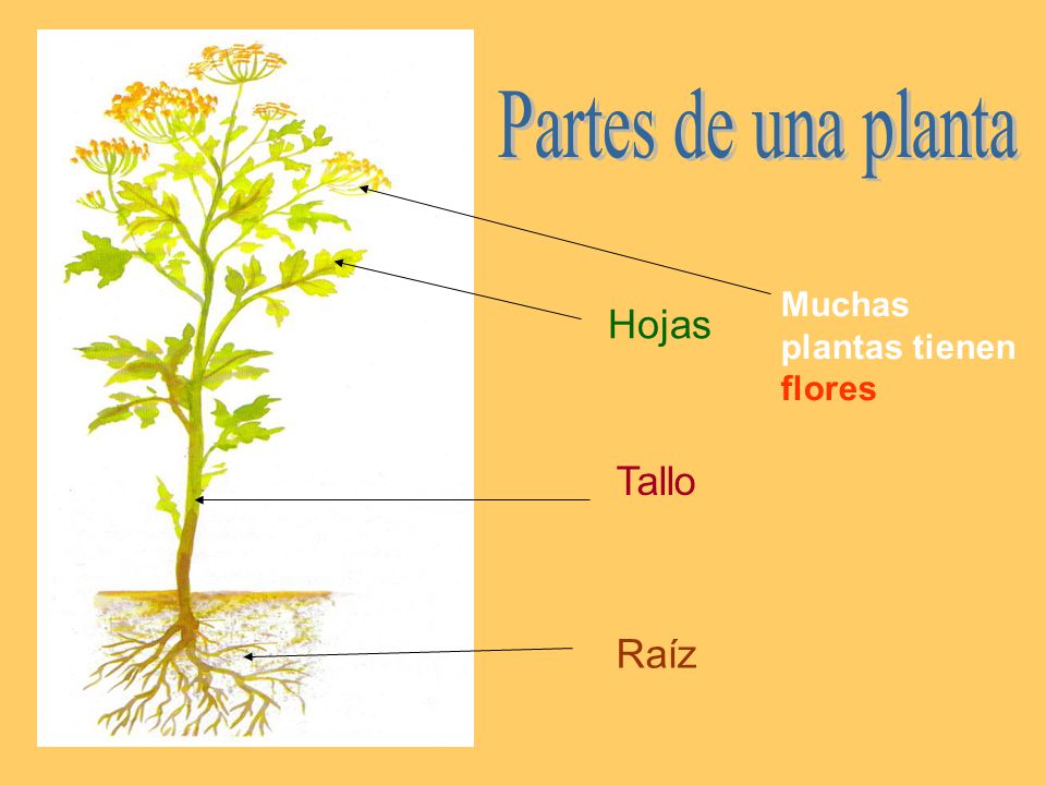 Partes de una planta Muchas plantas tienen flores Hojas Tallo Raíz