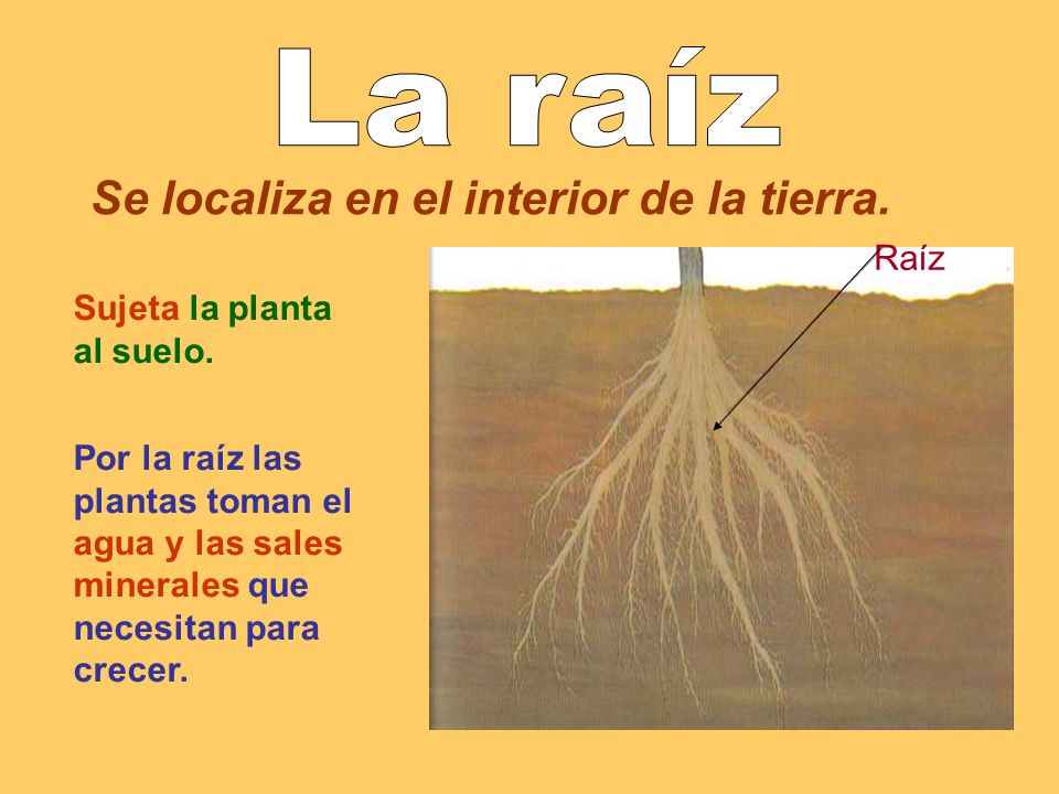 La raíz Se localiza en el interior de la tierra. Raíz